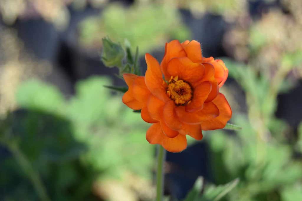 Geum 'Prinses Juliana' ---